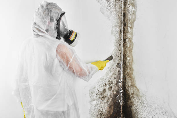 Best Professional Mold Removal  in Lansford, PA