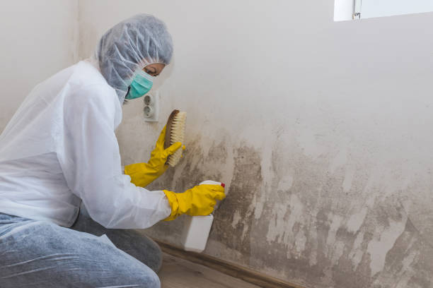 Best Residential Mold Removal  in Lansford, PA