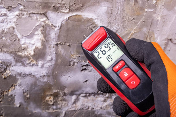 Best Black Mold Removal  in Lansford, PA