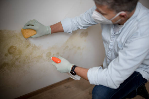 Best Mold Removal Company Near Me  in Lansford, PA