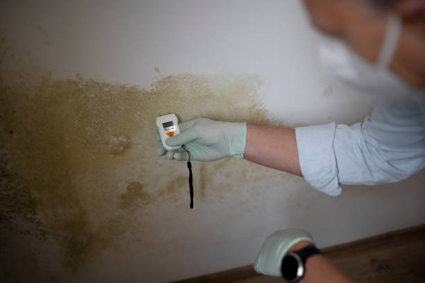 Best Home Mold Removal  in Lansford, PA