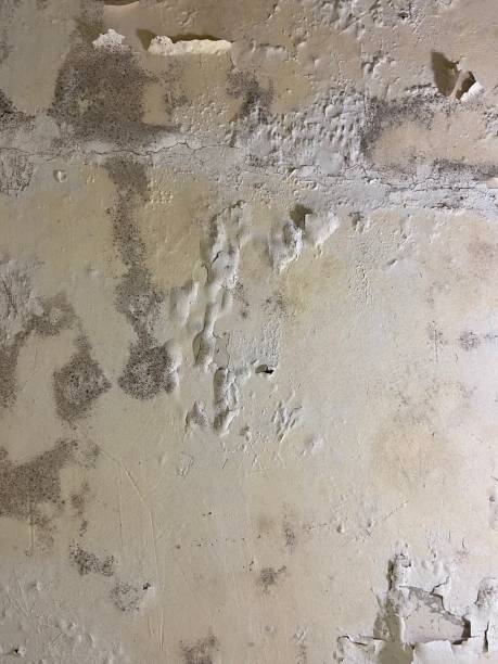 Best Best Mold Removal Companies  in Lansford, PA