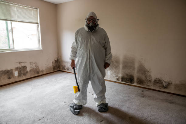 Best Mold Removal and Inspection  in Lansford, PA