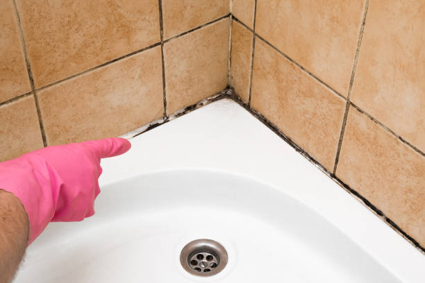 Best Commercial Mold Removal  in Lansford, PA