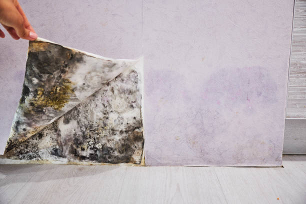 Best Mold Removal Specialists  in Lansford, PA